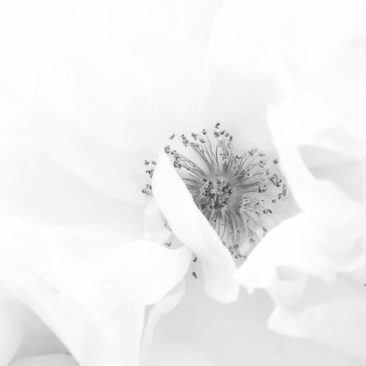 Mónica Municio_Sin título