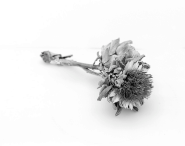 Pilar Flores_Suave belleza