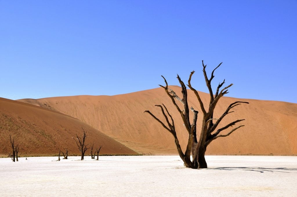 árbol con luz dura