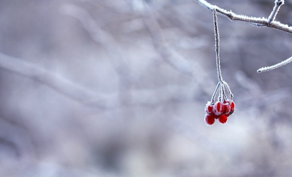 detalle árbol nevado