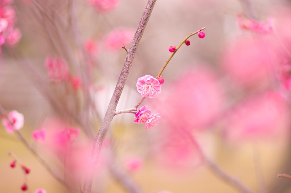 árbol bokeh