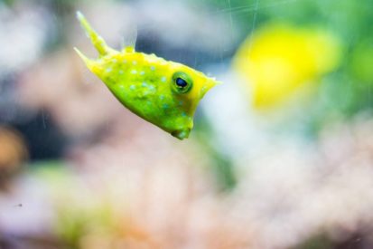 Aarón Vilariño_Amarillo