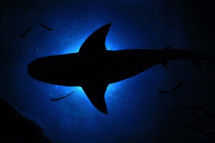 Gaston Villarino_Acuario improvisado