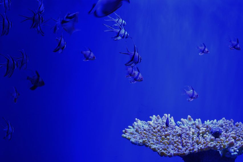 Gerardo Olvera_Sin título