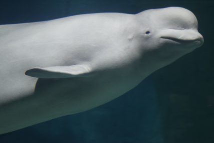 Jorge Aparicio_El mar, una vez que te hechiza, te engancha en su maravillosa red para toda la eternidad