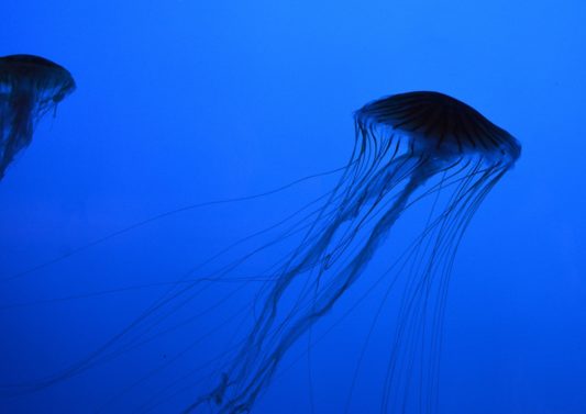 Jorge Santos Iglesias_Sin título