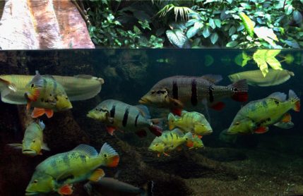 Konfo Muñoz_Sin título