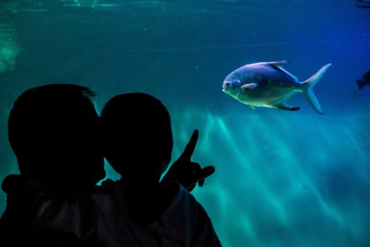 Marcela Granero_Descubriendo peces