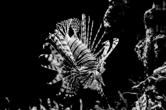 Perdido en la foto_Pez león