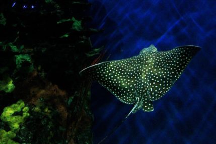 Yiisus Alvarezz_MantaMota