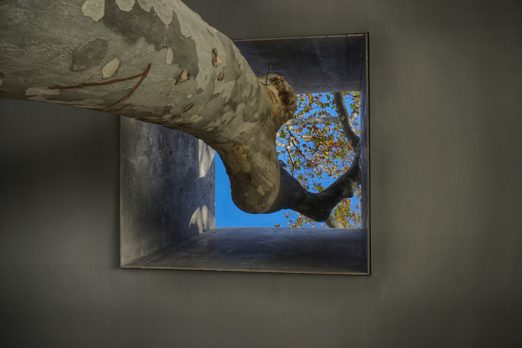 Gerardo Rb_Árbol en punto de fuga