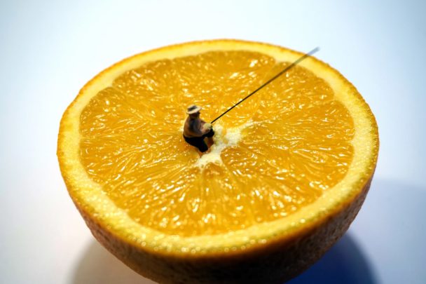 Monica Molina_Pescando vitaminas para el invierno