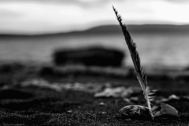 Richard A. Cardenas_Idea rara