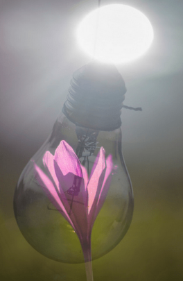 iratxe_Flor luminosa