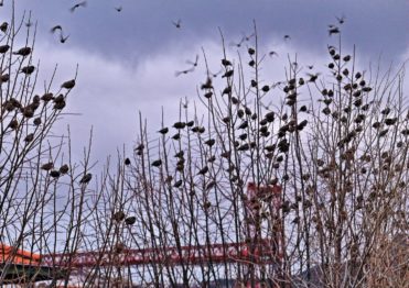 josu zotes_Entre ramas y estorninos