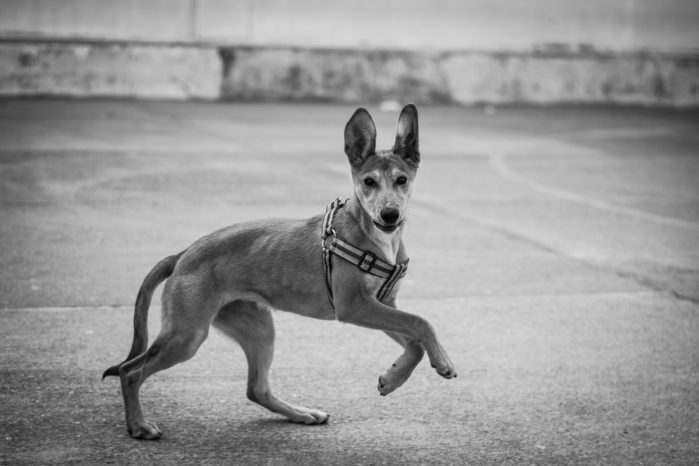 Gabriel Romero Plana_Y tú qué miras