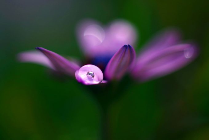 Carola_Hernandez_Gota_Encinta