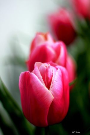 Mari_Carmen_Polo_Recuerdos_de_Holanda