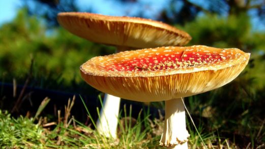 OMAR_BORDOLINI_Pequenas_Grandezas