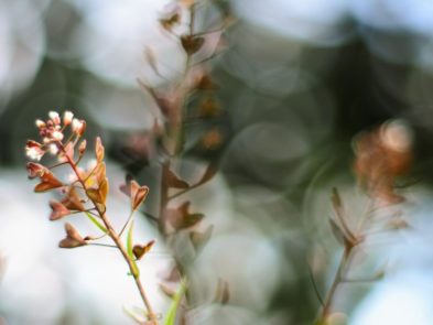 Pepe Latas_Baile en la mañana