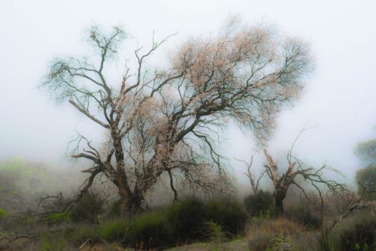 ISALBE16_Árboles en la niebla