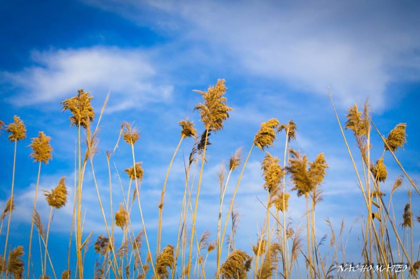 Nacho Mateo_Calma y paz