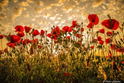 Pedro Ceballos Nuñez_Sin título