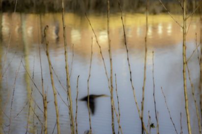 initial_1_Reflejo en el lago
