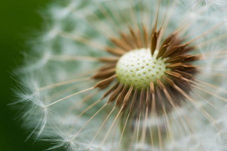 Marisa_Dandelion