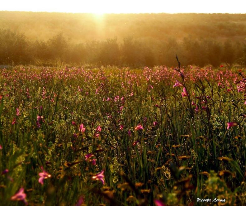 Vicenta Lerma Moral_Colores en el atardecer