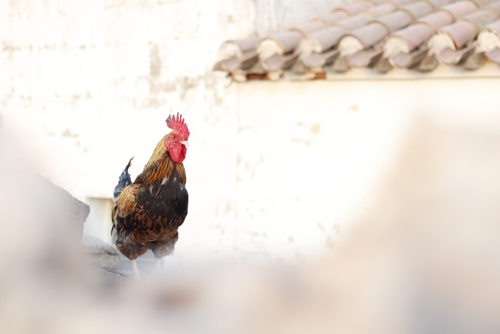 Gallo fotografiado con xfotografía tomada con la Canon EOS 77D