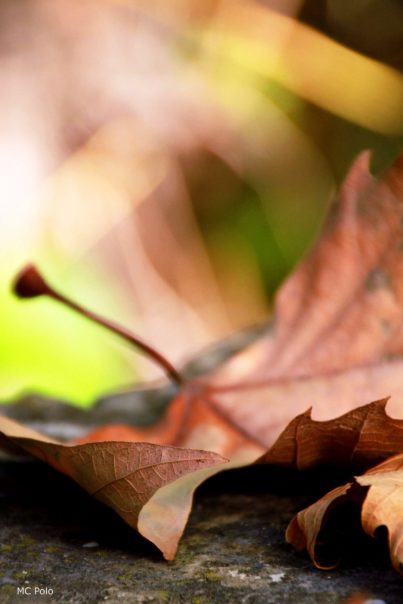 Mari Carmen Polo Soler_Ecos de otoño