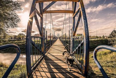 Emilio Rusillo_Perro andaluz