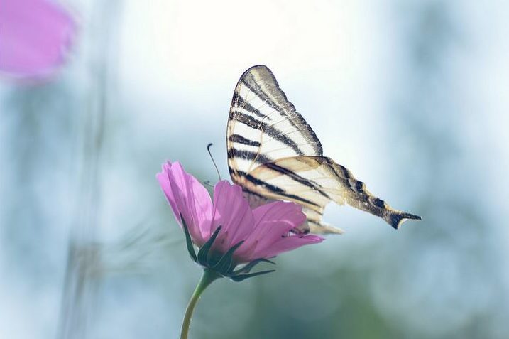 fotografía macro de una mariposa