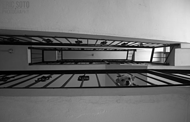 Eric Soto_Vistazo perruno