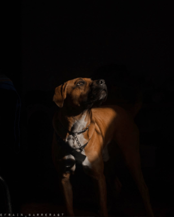 efrain_barreragt_My Friend is Light