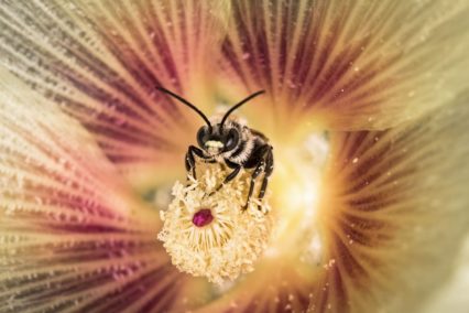 Fran Izquierdo Sanchez_Recolectando