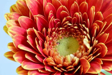 Fran PM_Fuego fresco