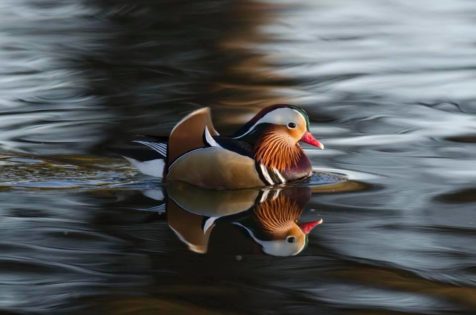 Judith Oliva_Quietud y equlibrio