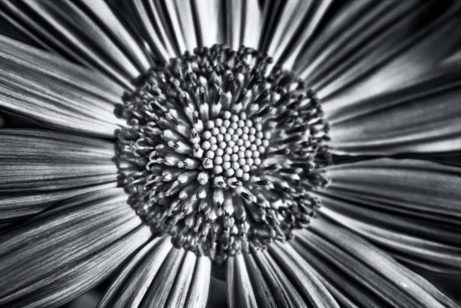 Yurena Pulido Medina_¿Soy una flor?