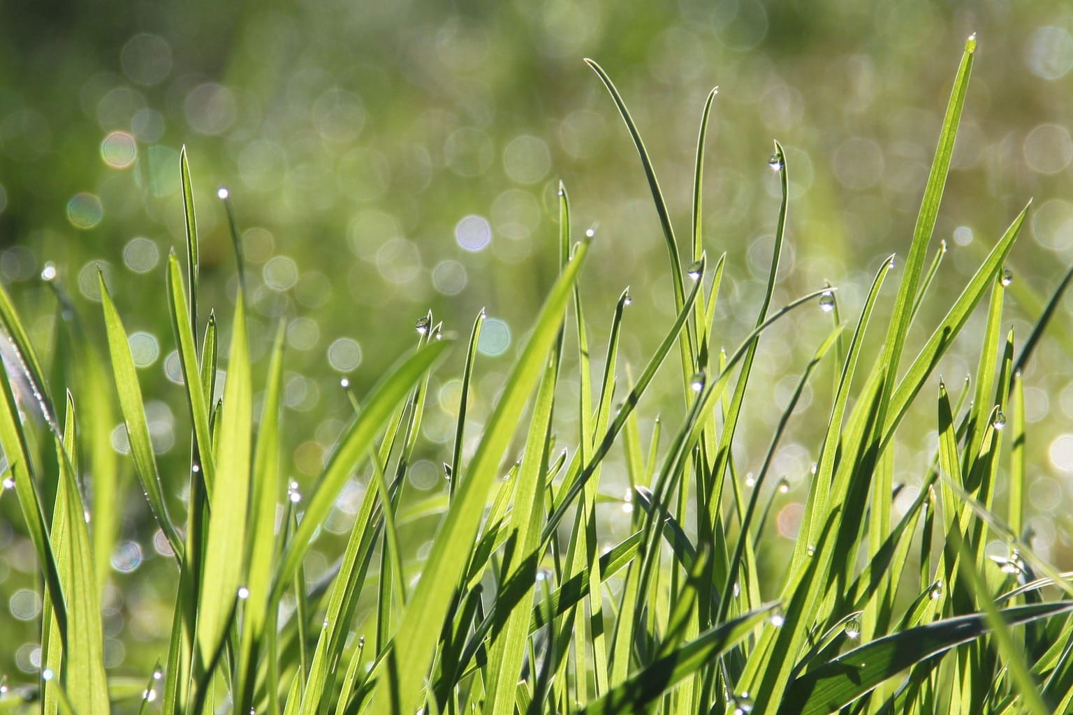 fotografía bokeh plantas