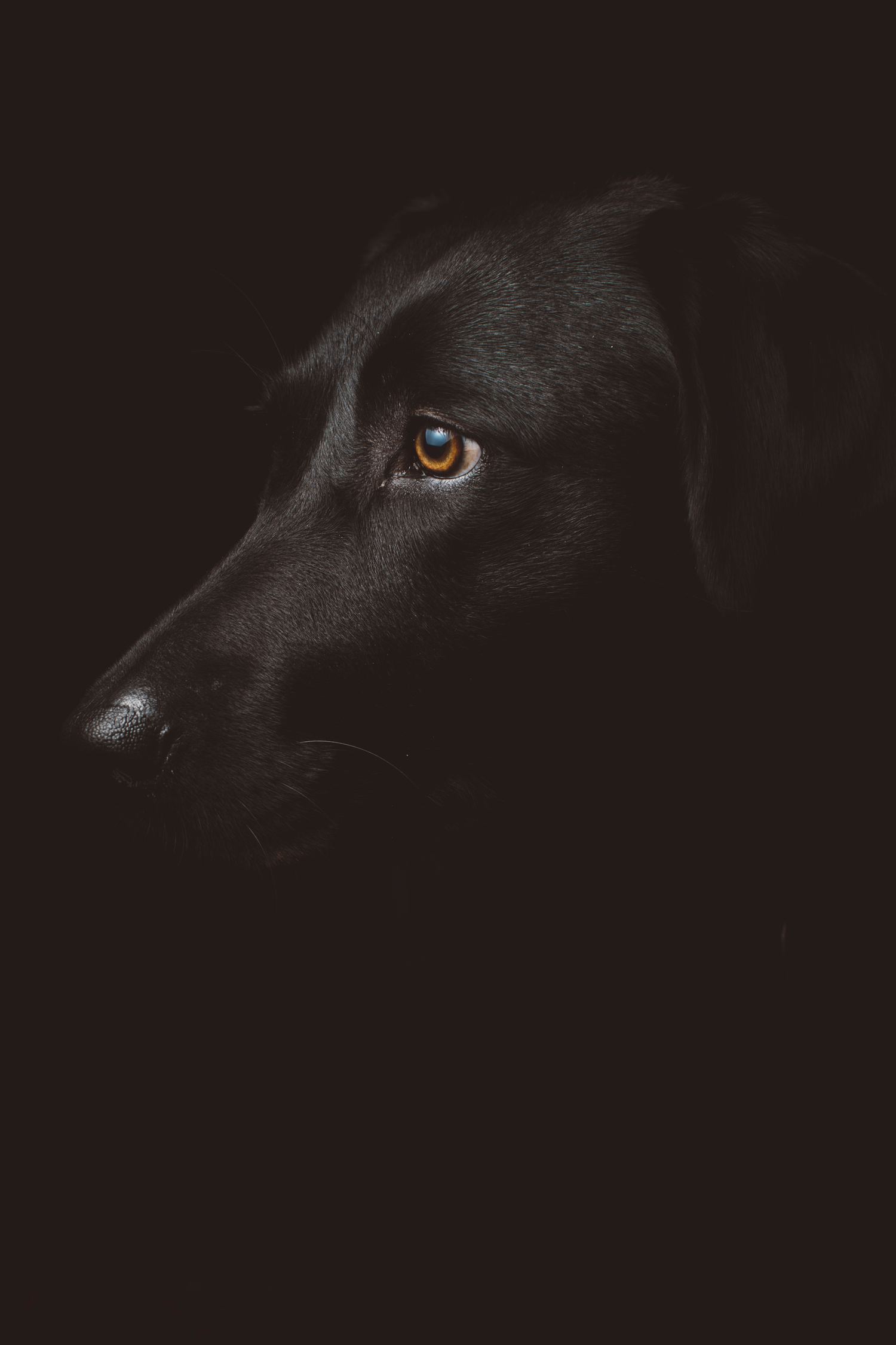 photography portrait dog low key