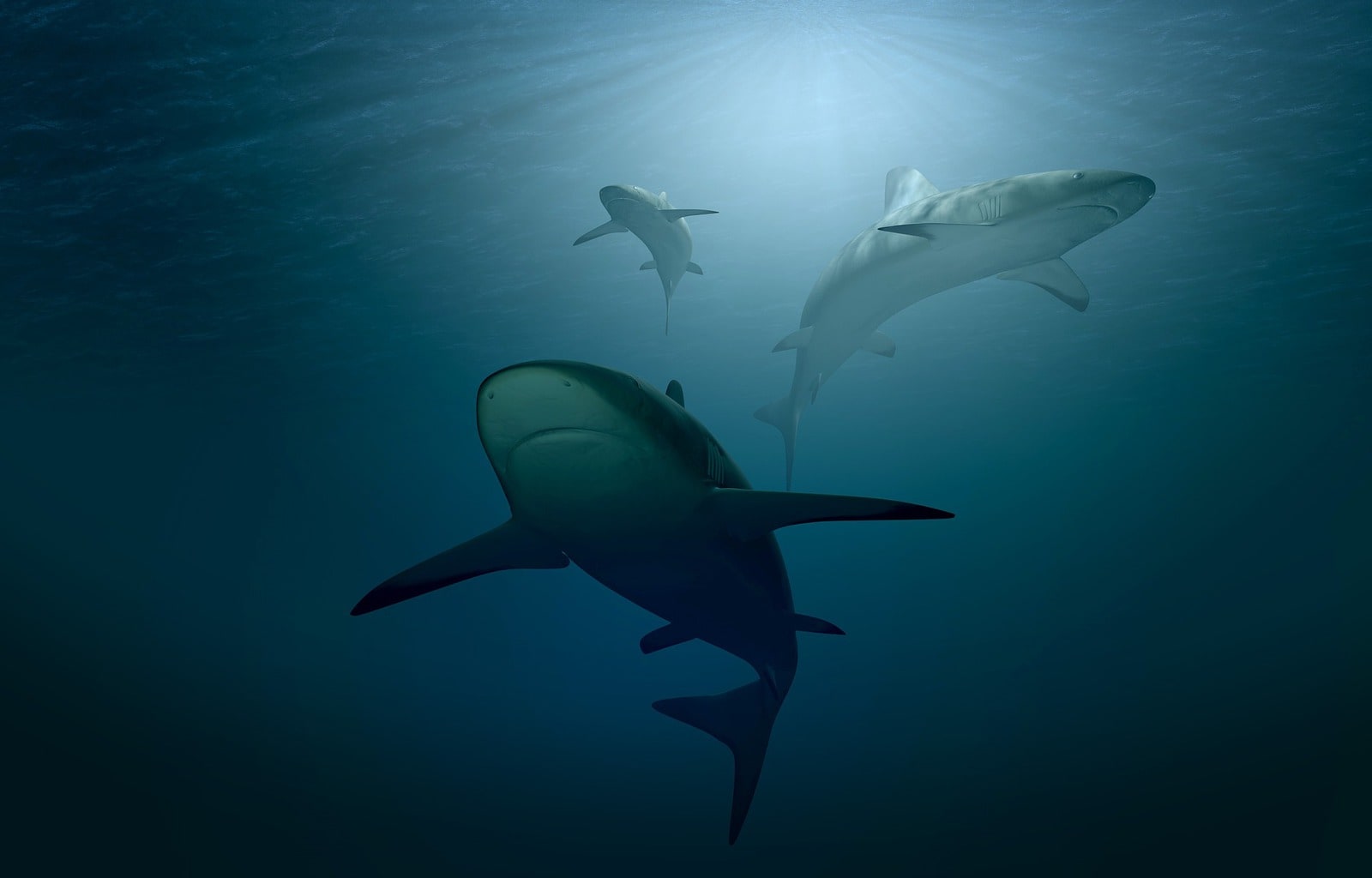 shark underwater photography