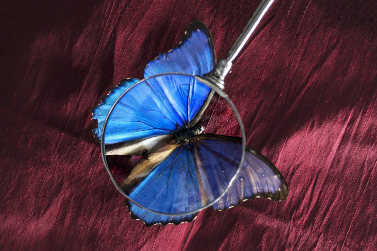 Ciriulloa Ulloa Garrido_El coleccinista