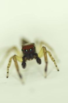 Eduardo Dominguez Zamudio_Hipnotizante