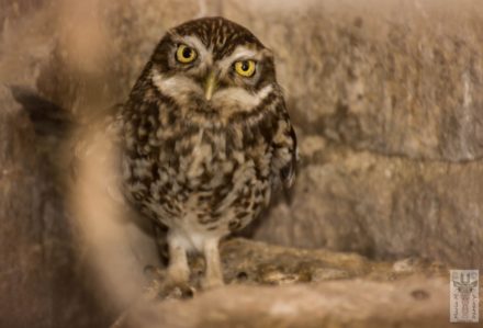 MARITAWE_Why do you invade my space?