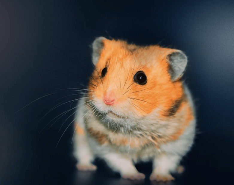 federico_amormino_Ori