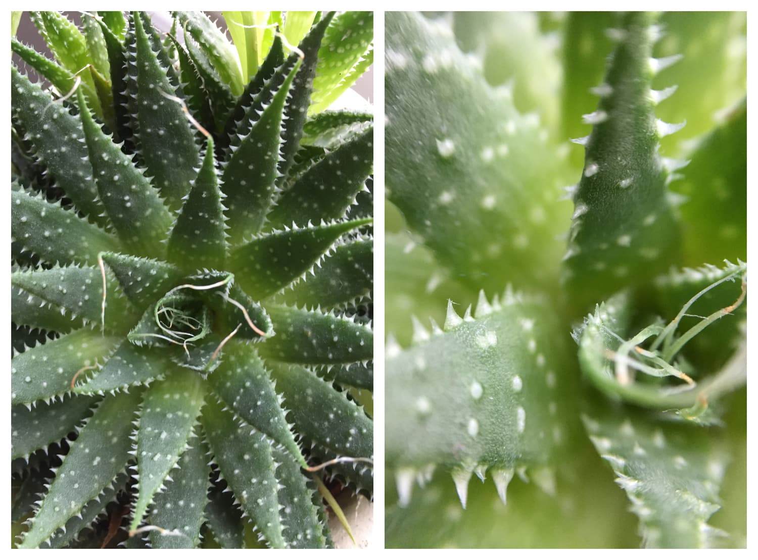 comparative image with and without macro lens for mobile