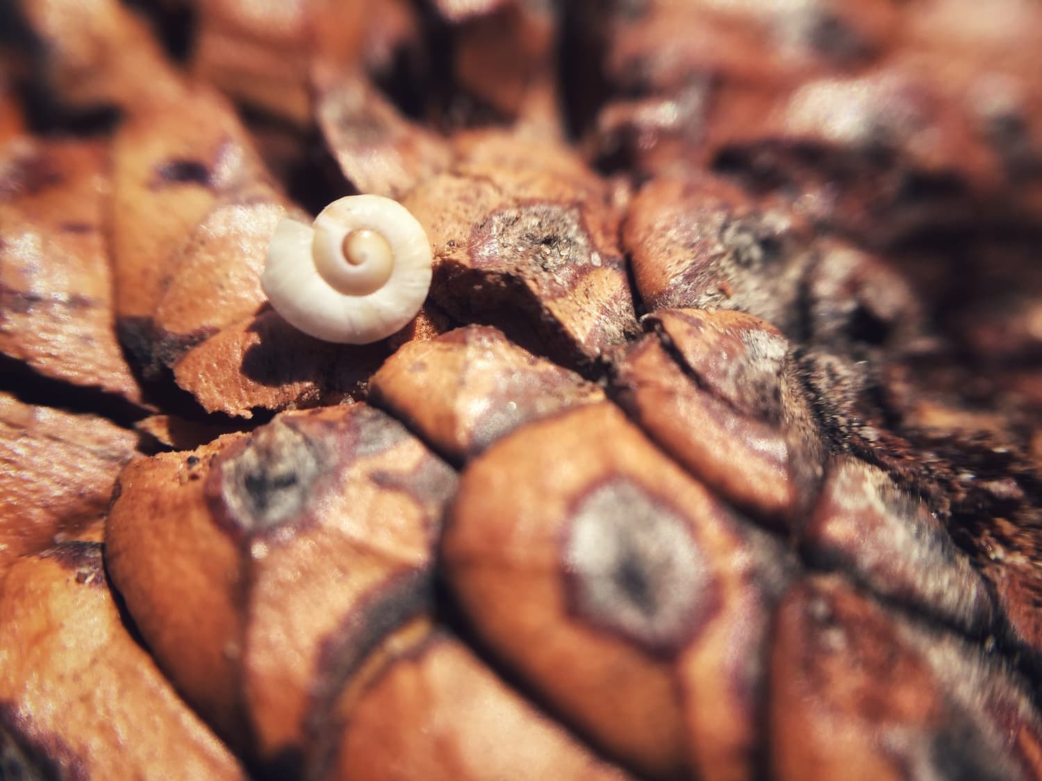 snail with smartphone and macro lens