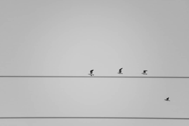 pipe neiraj-Distintos caminos